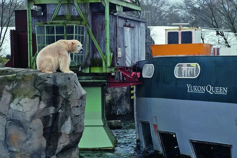 Bärenstarke Leistungen im Zoo