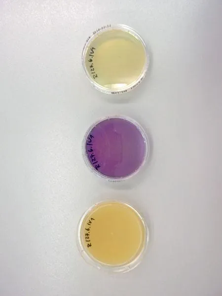 Mit Wasser und Spezialpads gegen Mikroorganismen