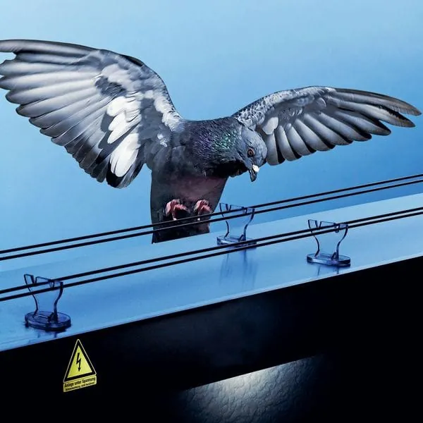 Nachhaltige Schädlingsbekämpfung: Giftspritze war gestern