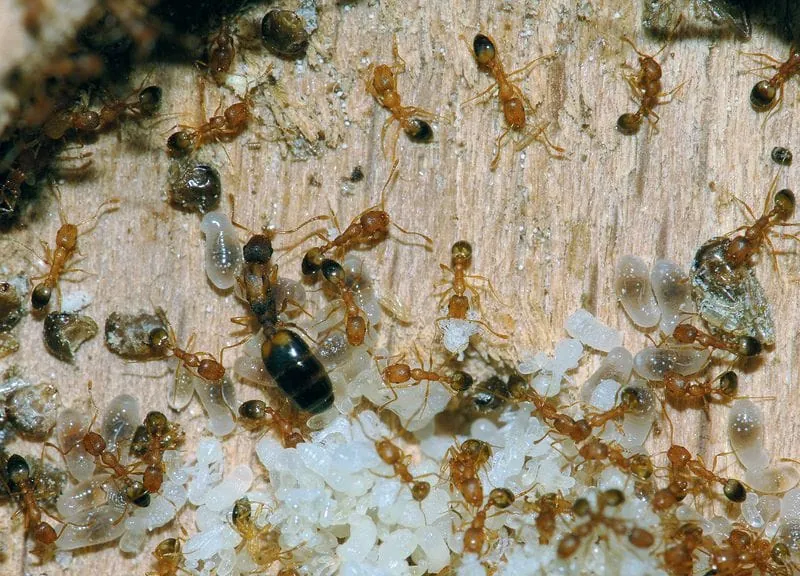 Mehr Sicherheit beim Kampf gegen Schädlinge?