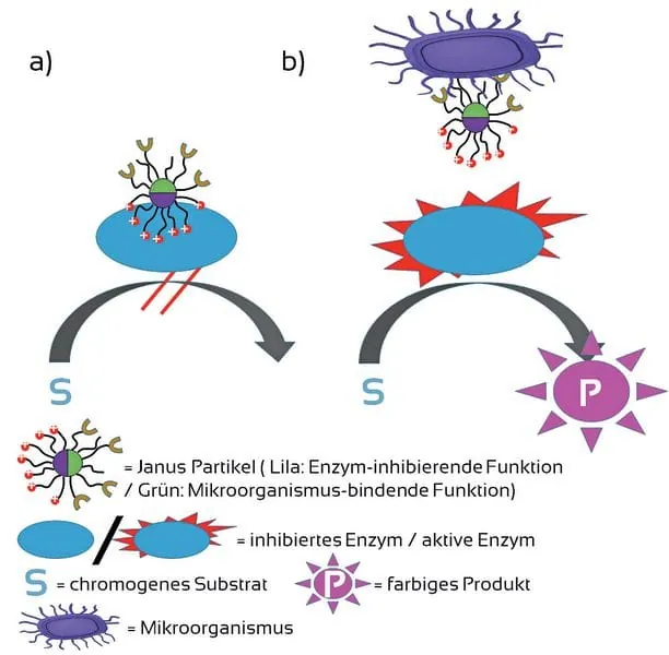 Partikel  mit zwei ­unterschiedlichen Gesichtern
