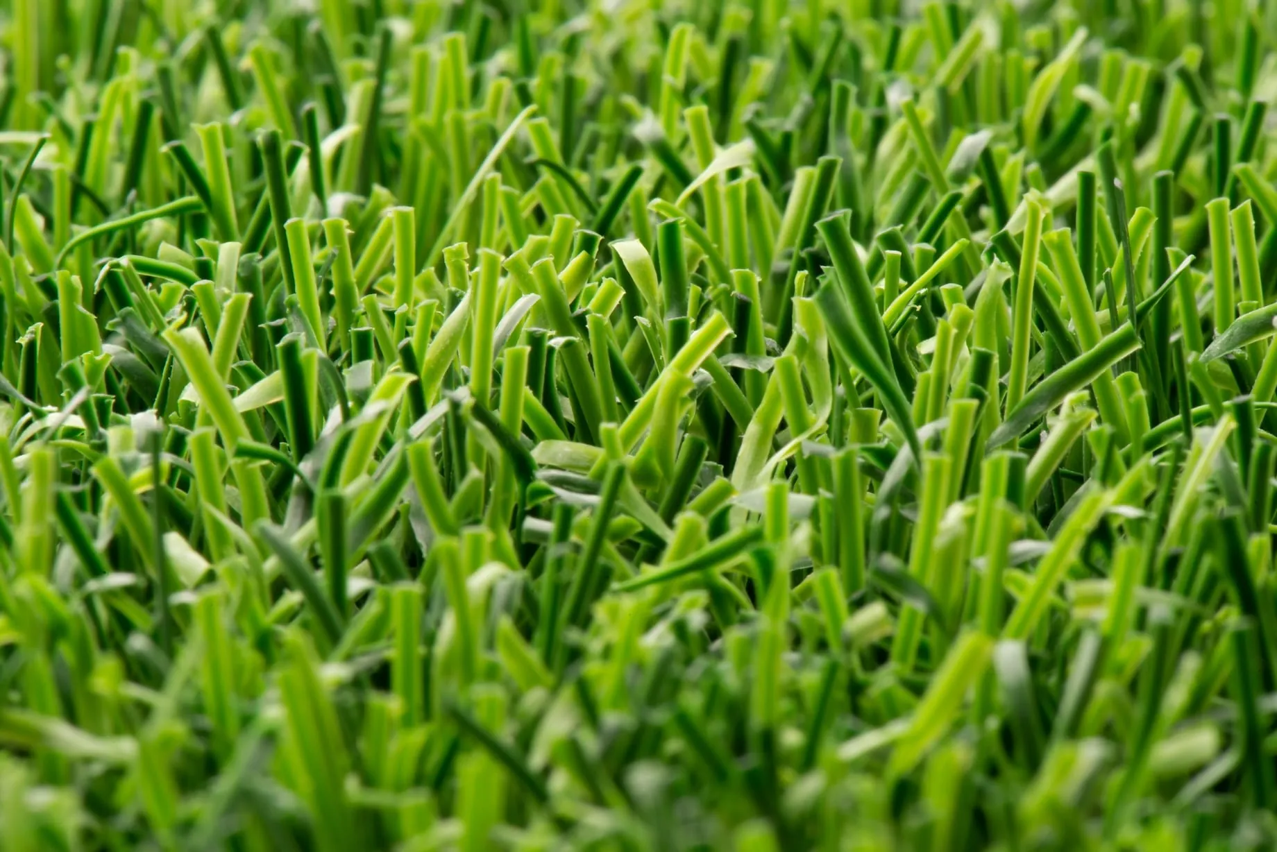 Standhaft bei jedem Wetter: So gelingt die Pflege von Kunstrasen